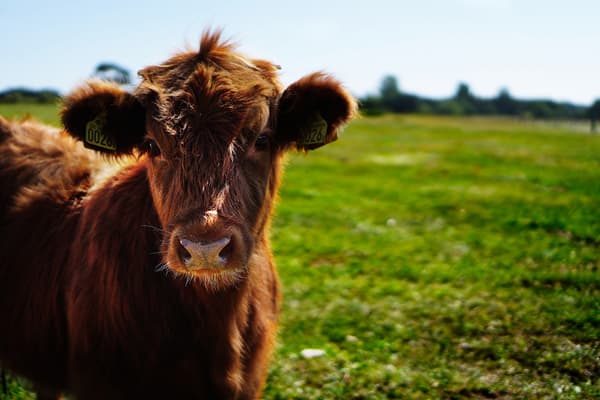 Kalb