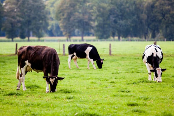 Cow