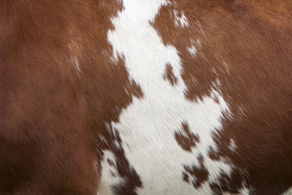 Cowskin