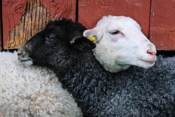 Lamm / Schaf / Ziege