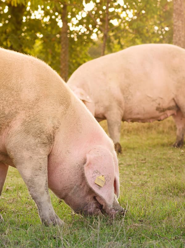 Pig